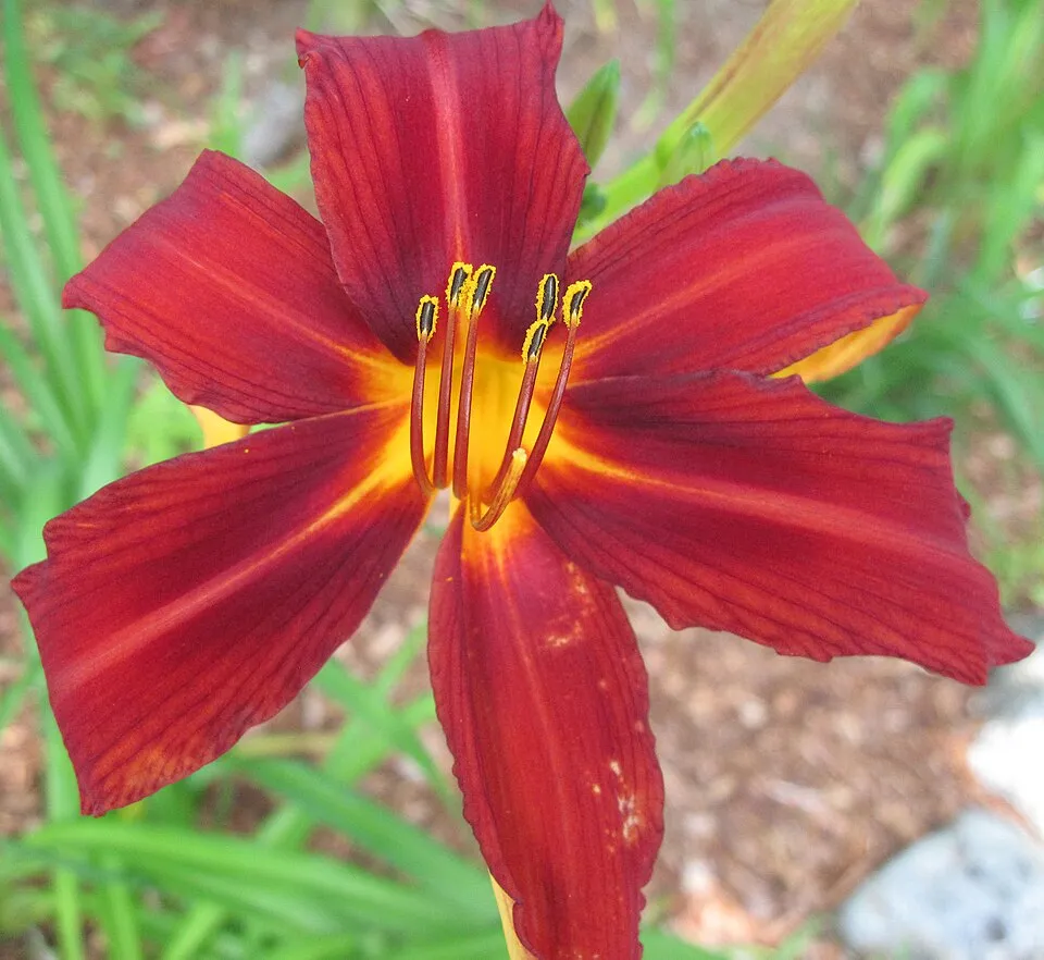 Sásliliom / Hemerocallis 'Crimson Pirate'