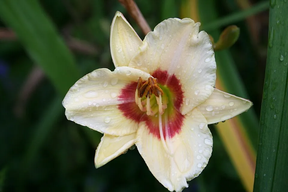 Sásliliom / Hemerocallis 'Custard Candy'