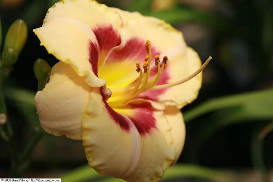 Sásliliom / Hemerocallis 'Custard Candy'