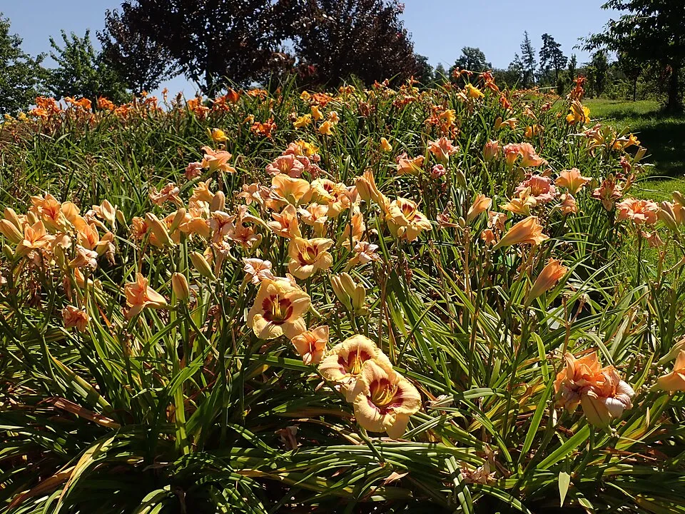 Sásliliom / Hemerocallis 'Custard Candy'