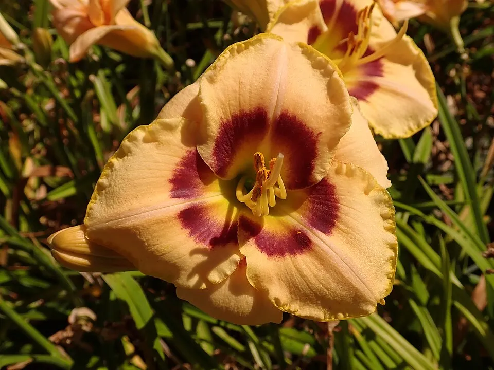 Sásliliom / Hemerocallis 'Custard Candy'