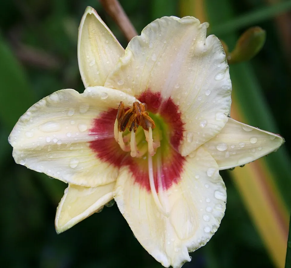 Sásliliom / Hemerocallis 'Custard Candy'