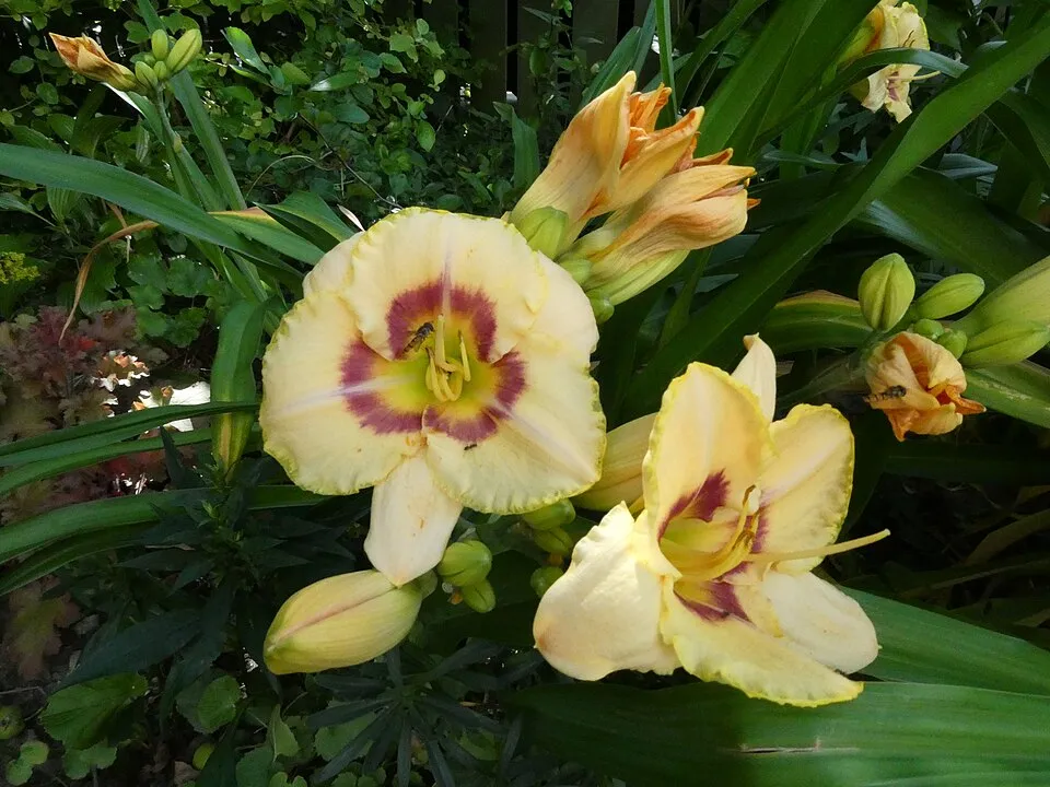 Sásliliom / Hemerocallis 'Custard Candy'