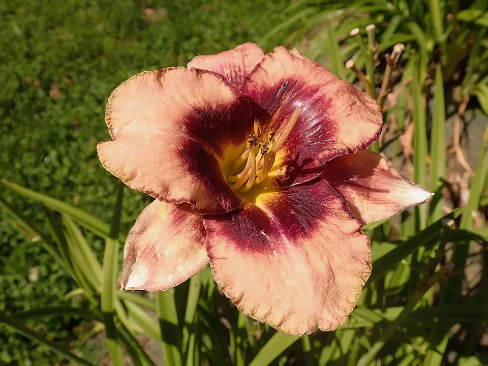 Sásliliom / Hemerocallis 'Daring Deception'