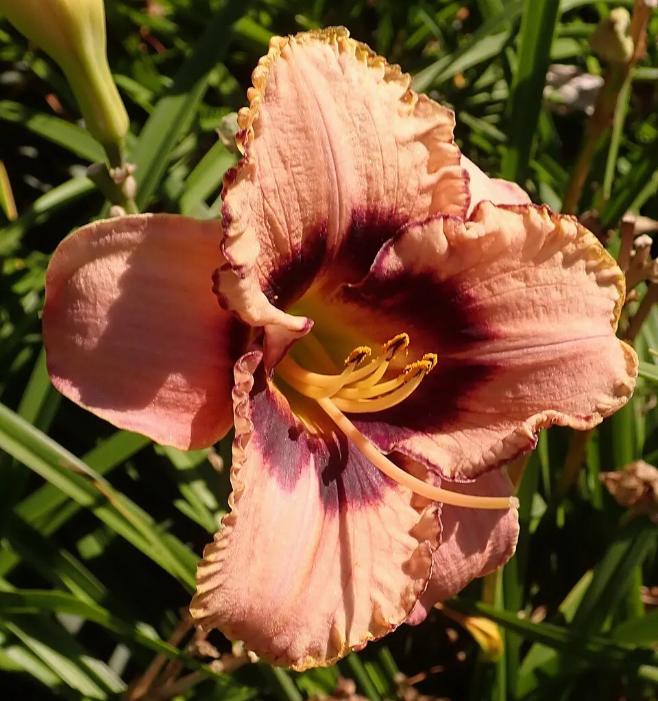Sásliliom / Hemerocallis 'Daring Dilemma'