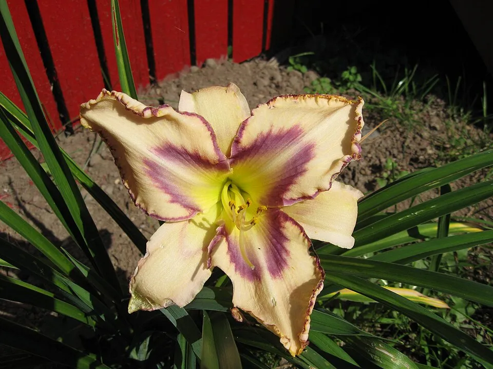 Sásliliom / Hemerocallis 'Destined to See'