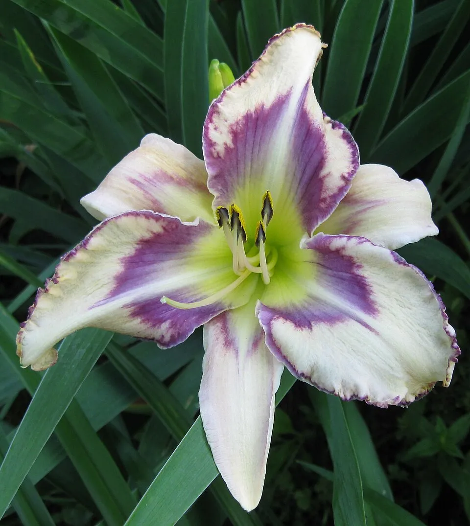 Sásliliom / Hemerocallis 'Destined to See'