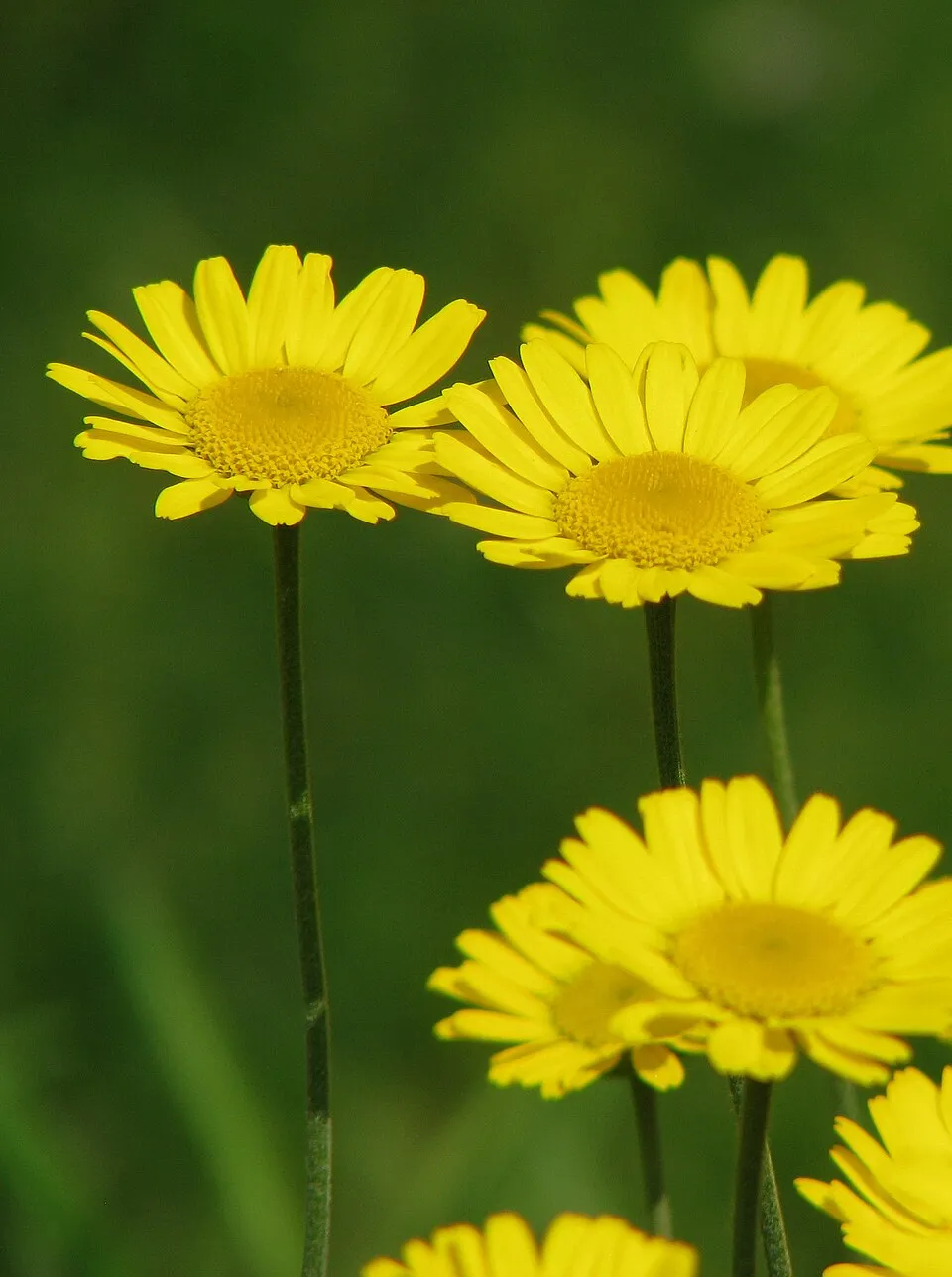 Festő pipitér / Anthemis tinctoria (természetben gyűjtött magból)