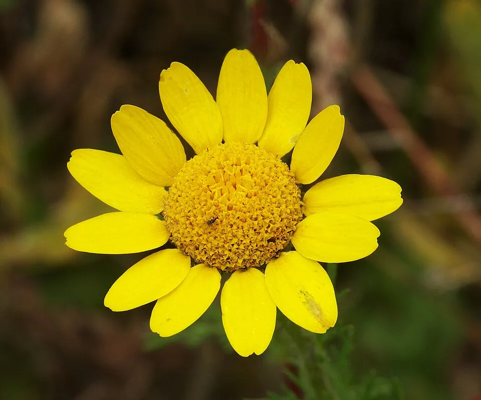 Festő pipitér / Anthemis tinctoria (természetben gyűjtött magból)