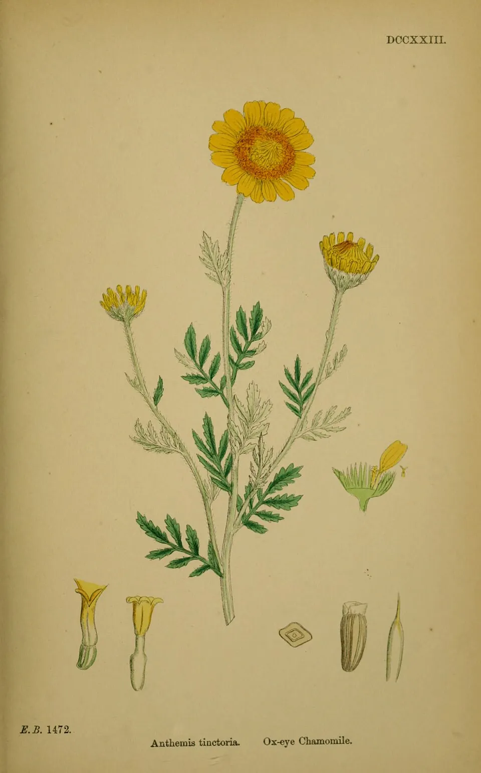 Festő pipitér / Anthemis tinctoria (természetben gyűjtött magból)
