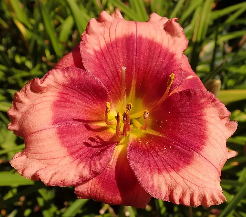 Sásliliom / Hemerocallis 'Dragon Lore'