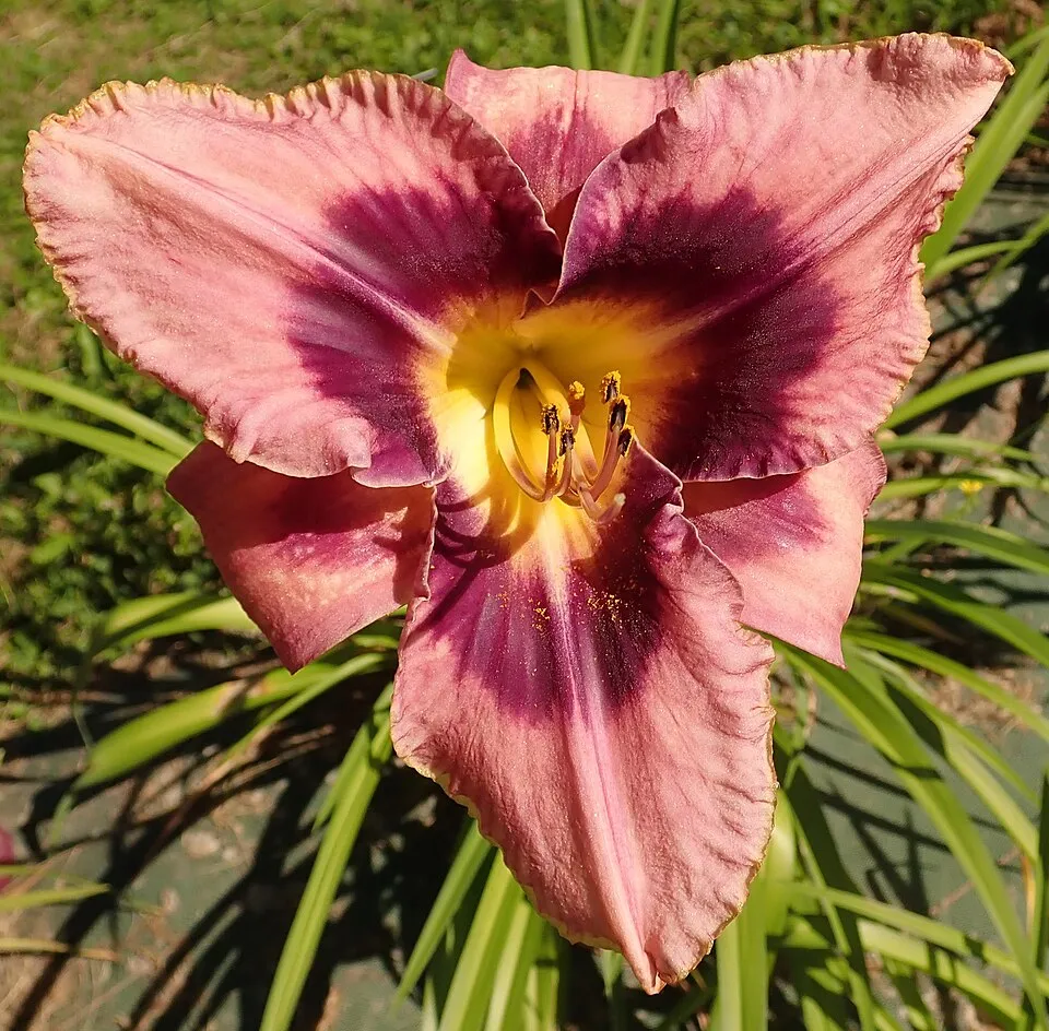 Sásliliom / Hemerocallis 'Dragon Lore'