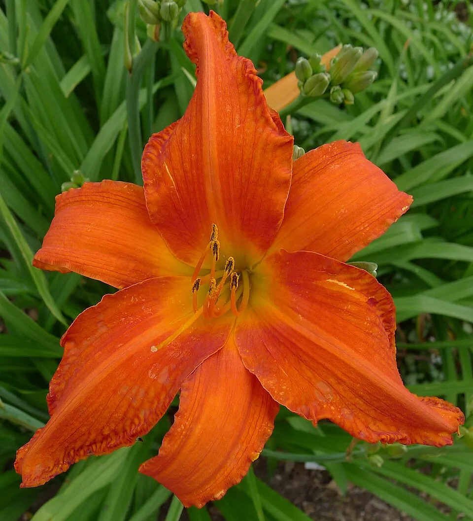 Sásliliom / Hemerocallis 'Dragon Lore'