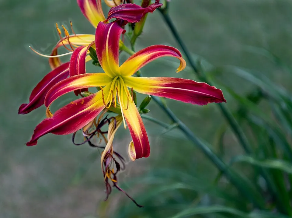 Sásliliom / Hemerocallis 'Dragon Lore'
