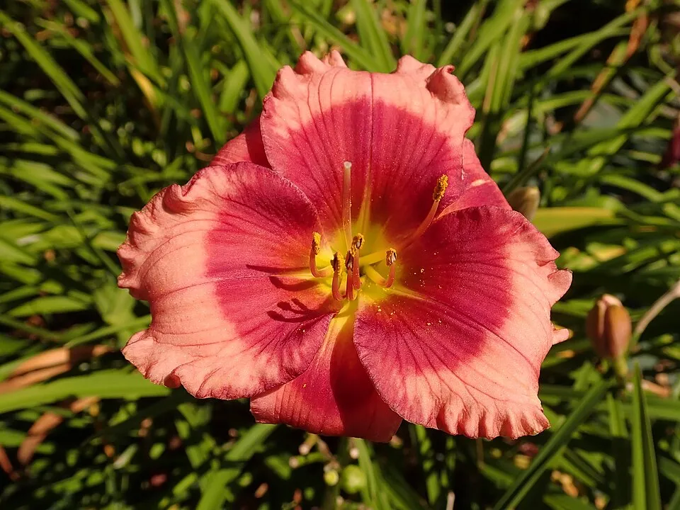 Sásliliom / Hemerocallis 'Dragon Lore'
