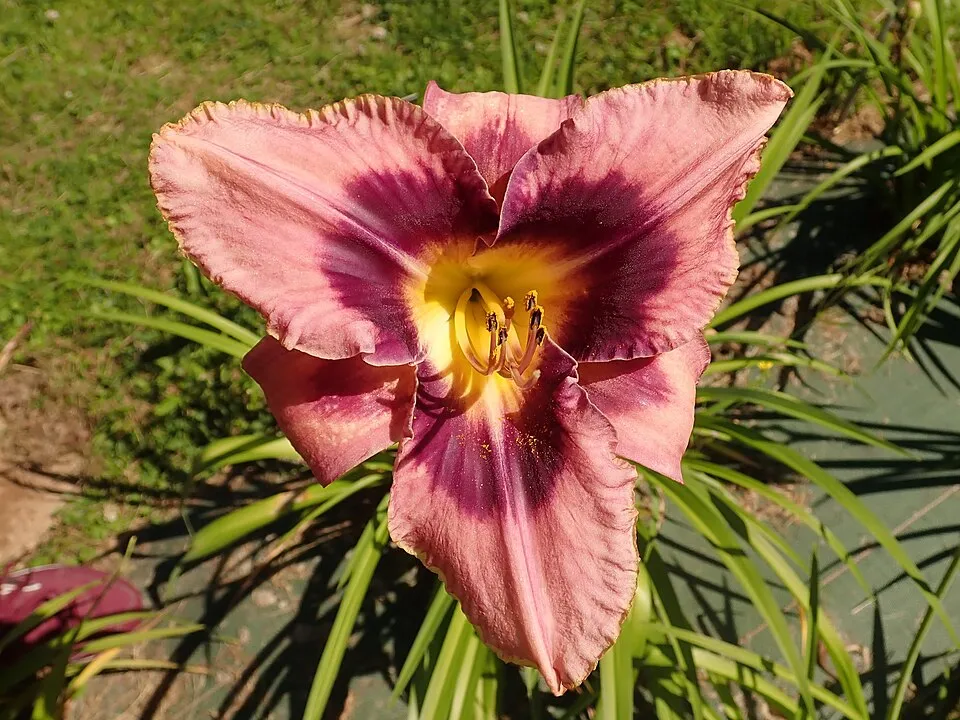 Sásliliom / Hemerocallis 'Dragon Lore'