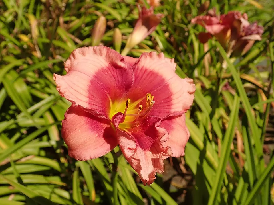 Sásliliom / Hemerocallis 'Dragon Lore'