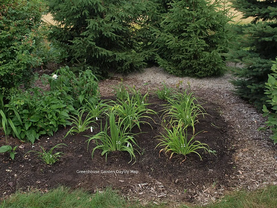 Sásliliom / Hemerocallis 'Dragon Lore'