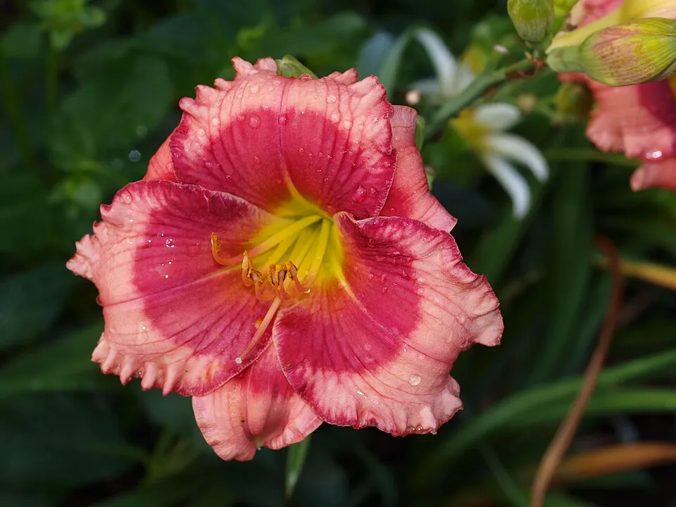 Sásliliom / Hemerocallis 'Dragon Lore'