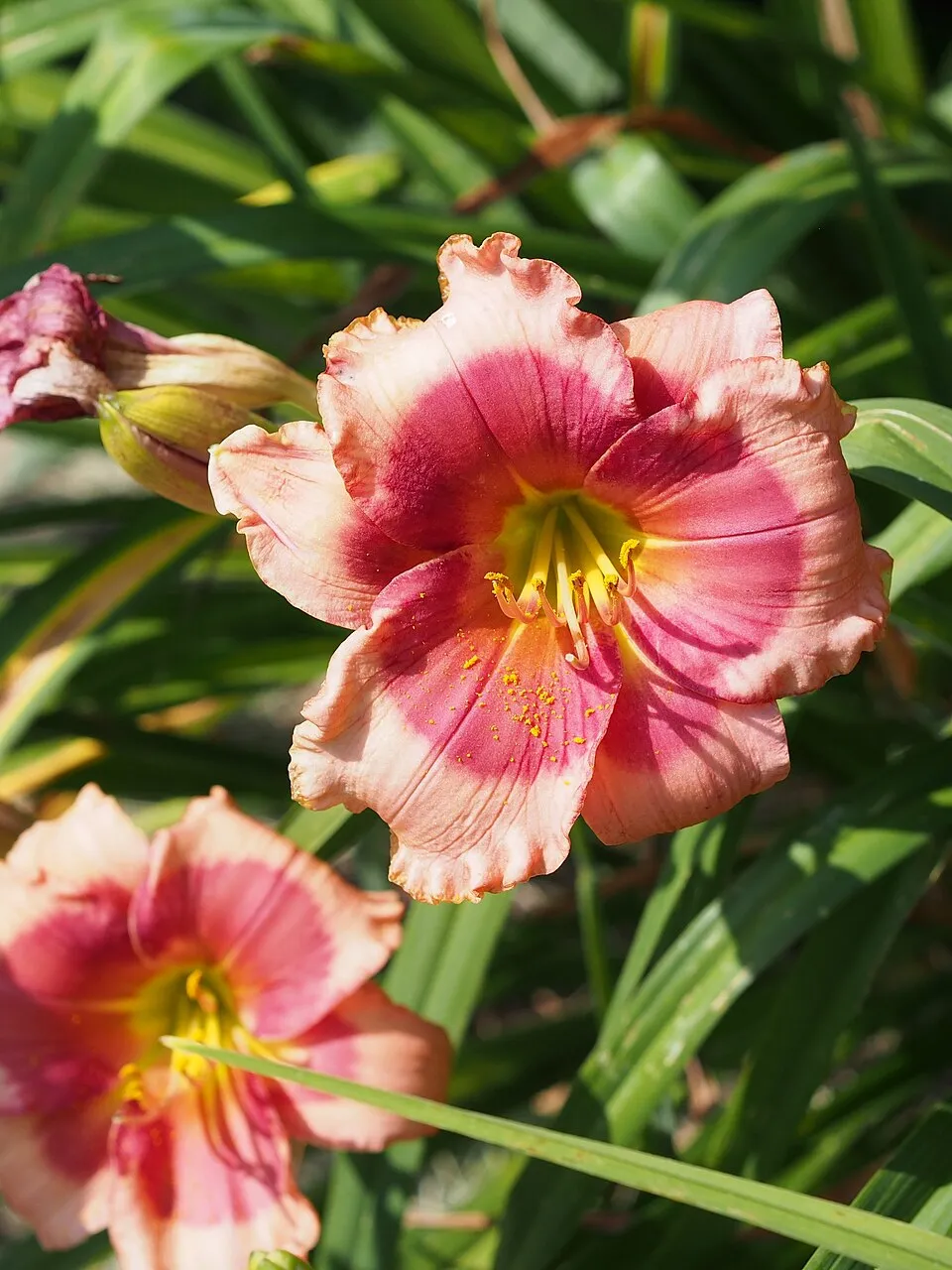 Sásliliom / Hemerocallis 'Dragon Lore'
