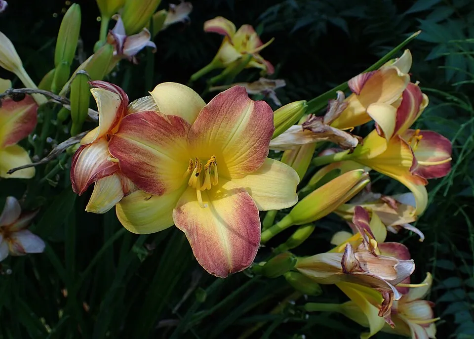 Sásliliom / Hemerocallis 'Eenie Allegro'