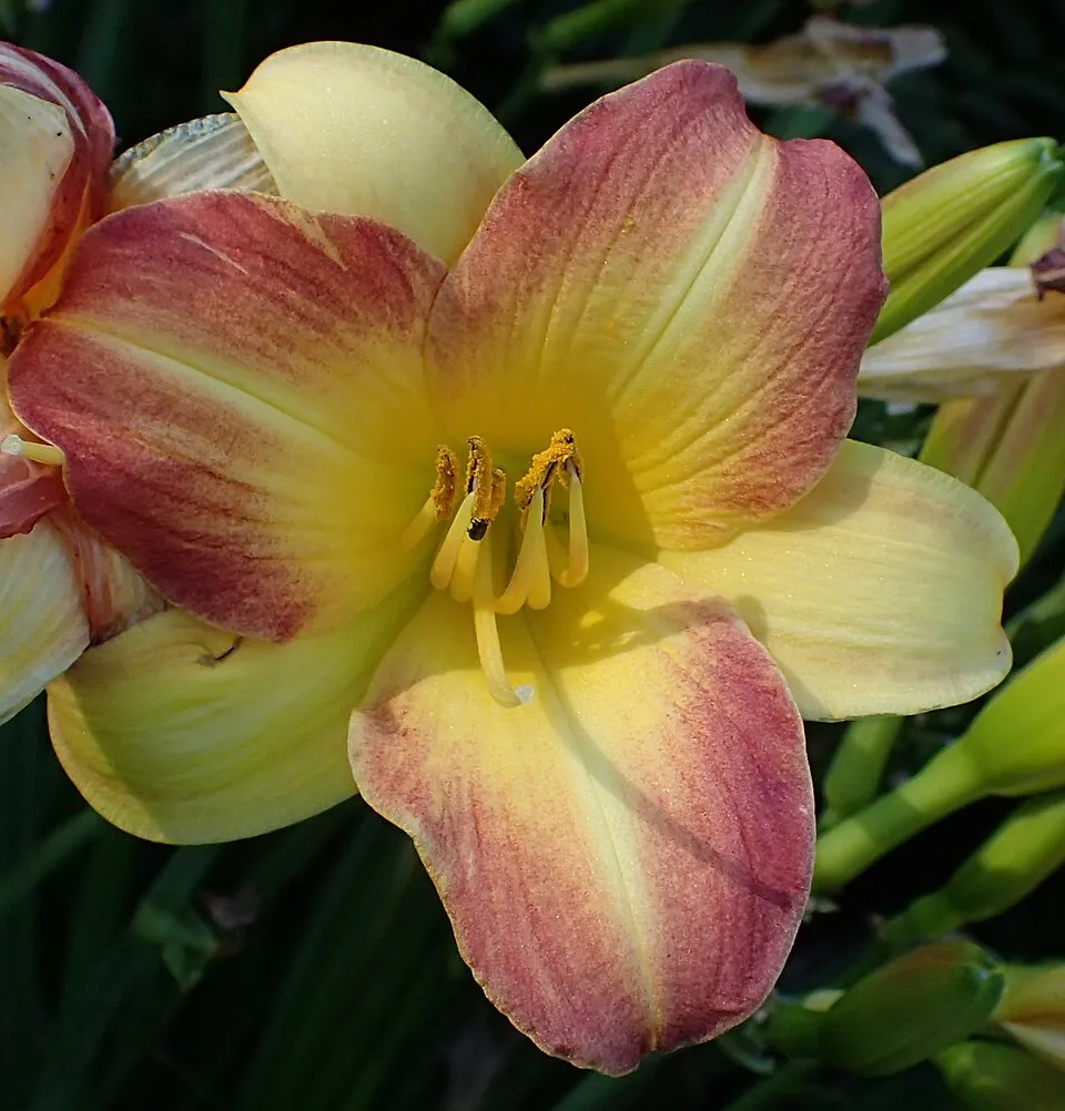 Sásliliom / Hemerocallis 'Eenie Allegro'