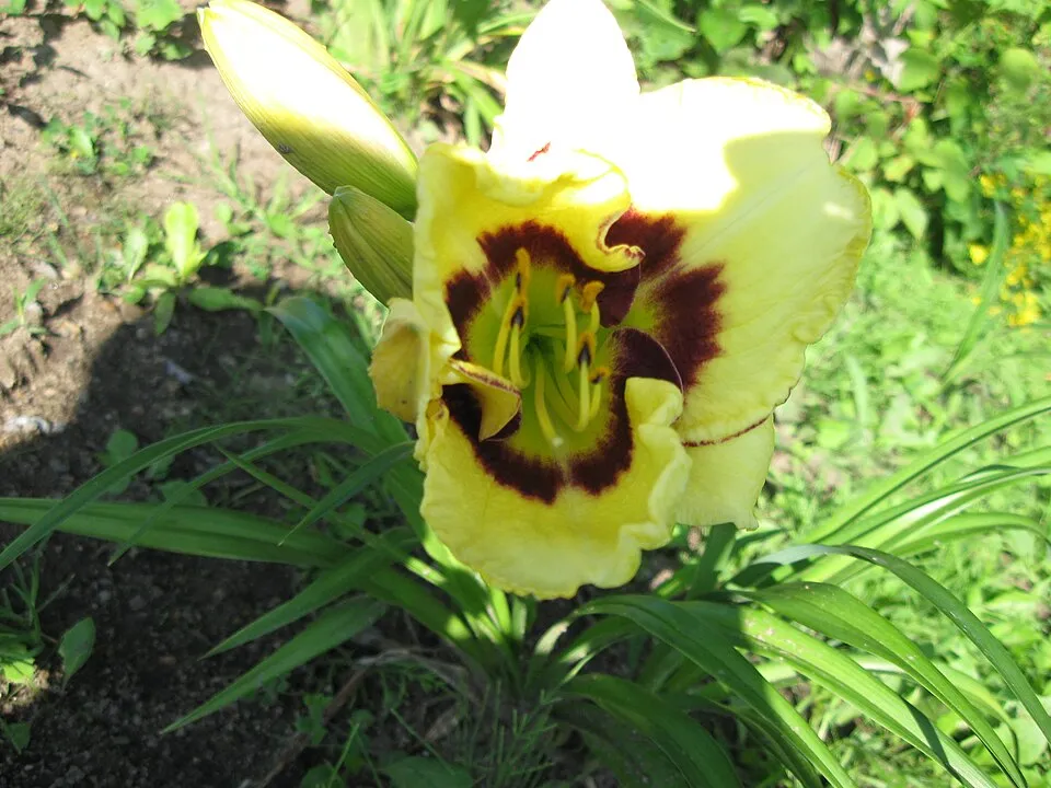 Sásliliom / Hemerocallis 'El Desperado'