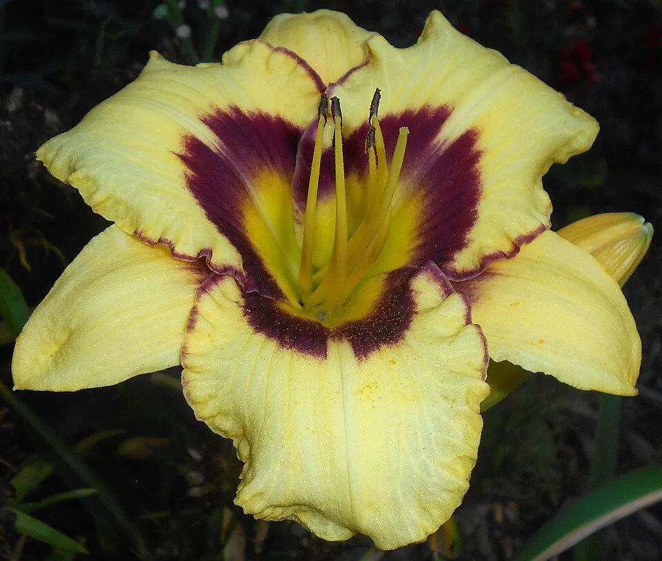 Sásliliom / Hemerocallis 'El Desperado'