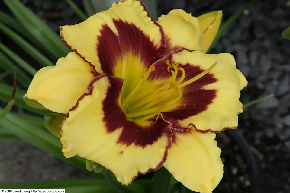 Sásliliom / Hemerocallis 'El Desperado'