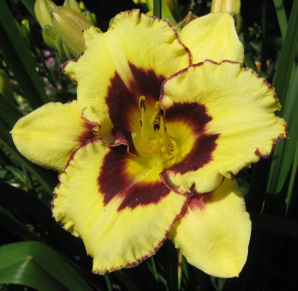 Sásliliom / Hemerocallis 'El Desperado'