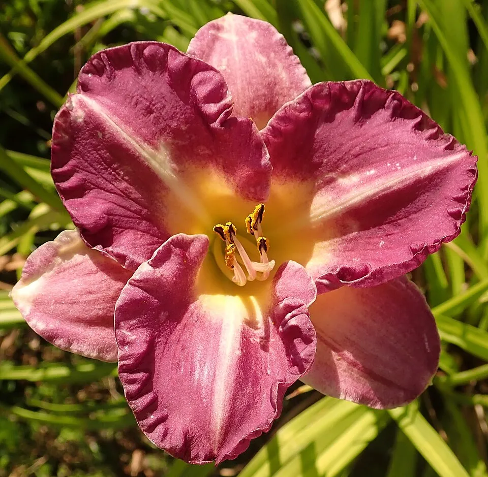 Sásliliom / Hemerocallis 'Entrapment'