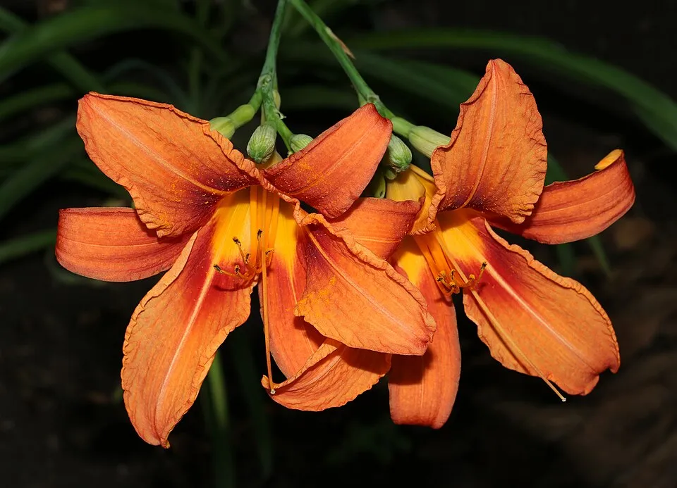 Sásliliom / Hemerocallis EVERYDAYLILY 'Cream'