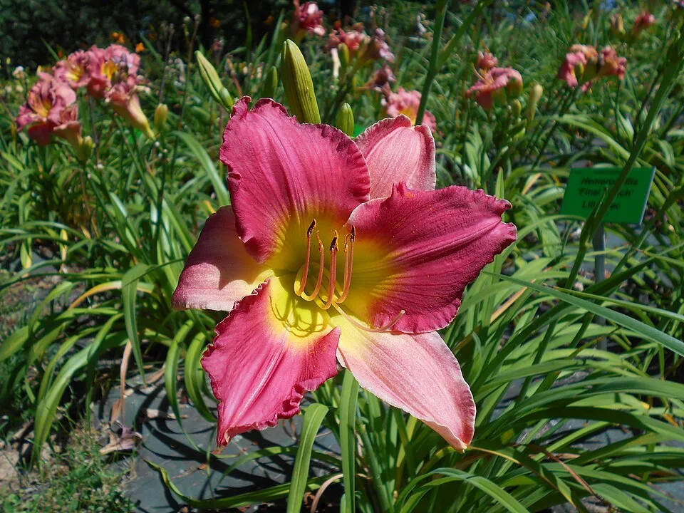 Sásliliom / Hemerocallis 'Final Touch'
