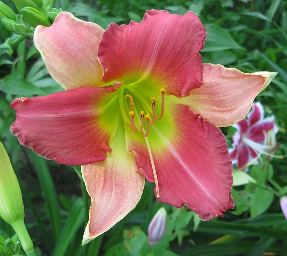 Sásliliom / Hemerocallis 'Final Touch'