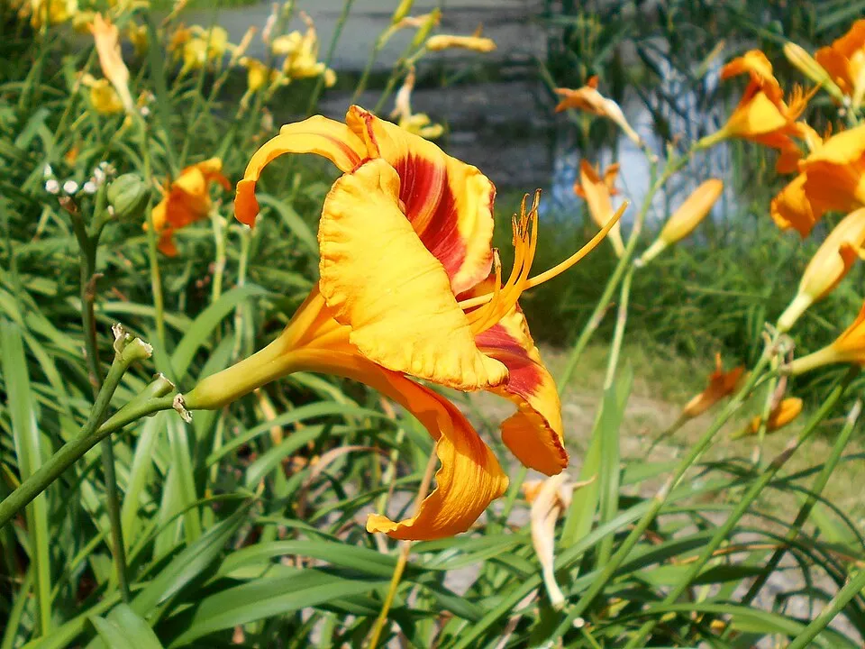 Sásliliom / Hemerocallis 'Fooled Me'
