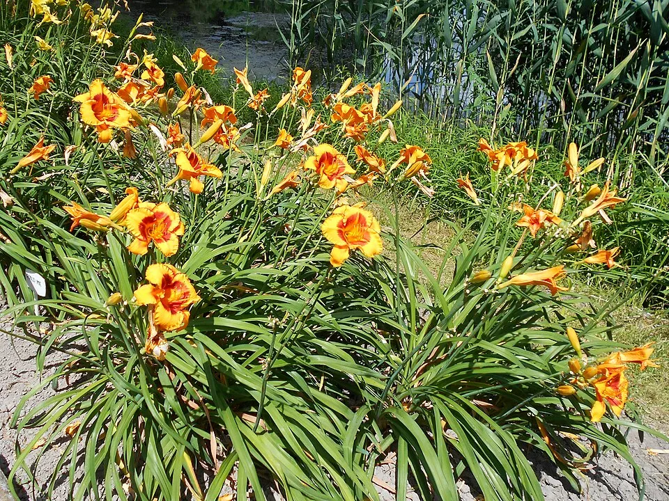 Sásliliom / Hemerocallis 'Fooled Me'