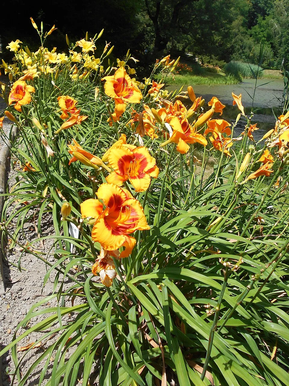 Sásliliom / Hemerocallis 'Fooled Me'