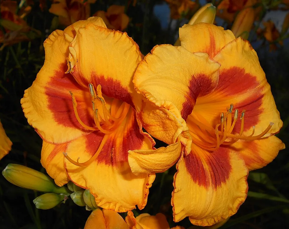 Sásliliom / Hemerocallis 'Fooled Me'
