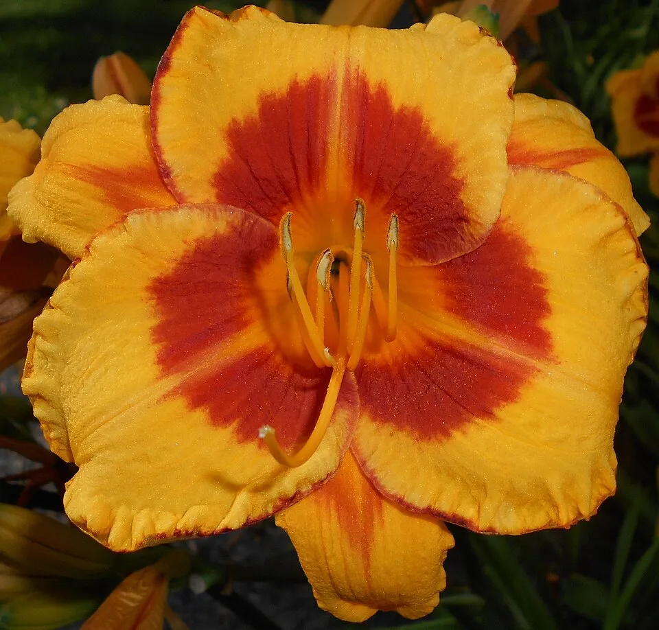 Sásliliom / Hemerocallis 'Fooled Me'