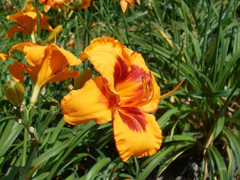 Sásliliom / Hemerocallis 'Fooled Me'
