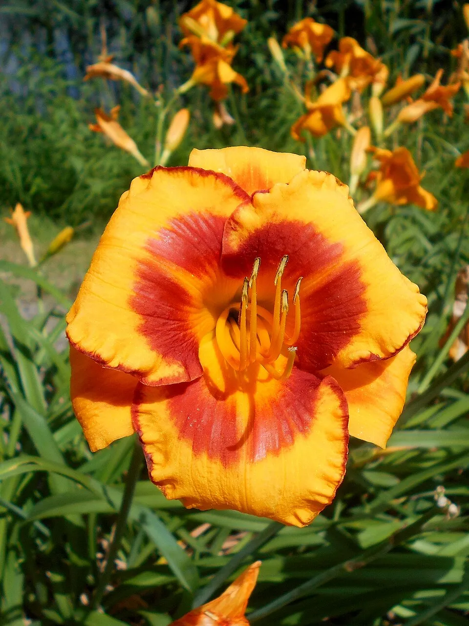 Sásliliom / Hemerocallis 'Fooled Me'