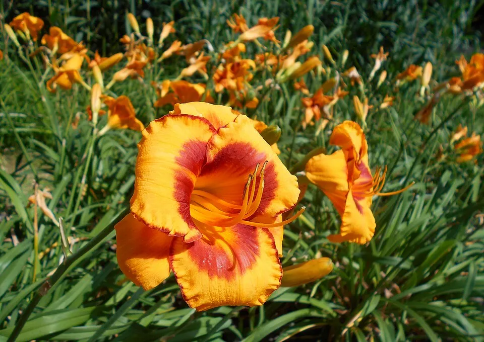 Sásliliom / Hemerocallis 'Fooled Me'
