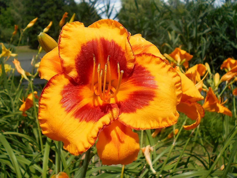 Sásliliom / Hemerocallis 'Fooled Me'