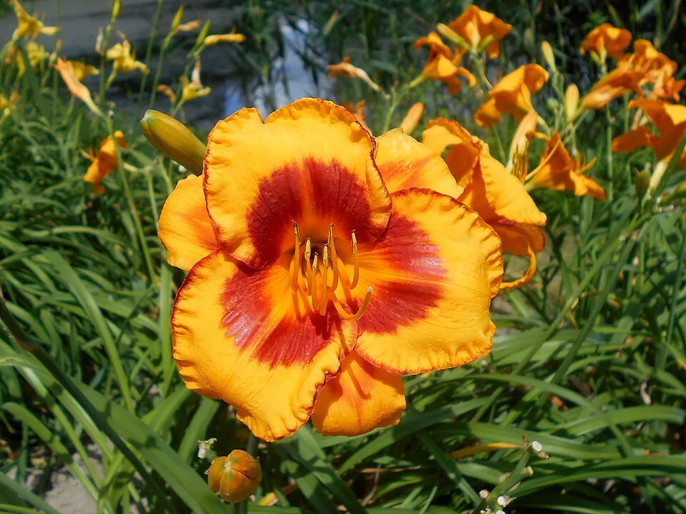 Sásliliom / Hemerocallis 'Fooled Me'