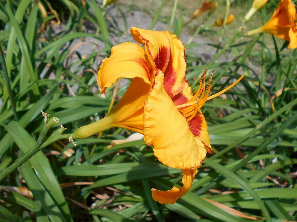 Sásliliom / Hemerocallis 'Fooled Me'