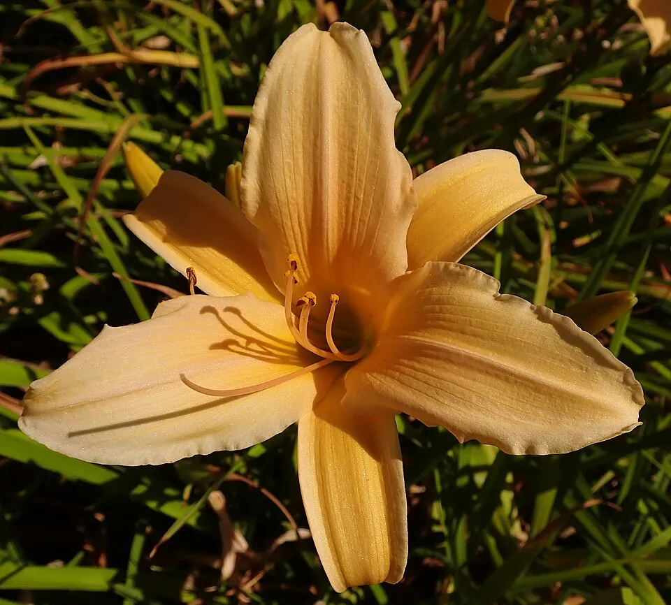Sásliliom / Hemerocallis 'Frances Fay'