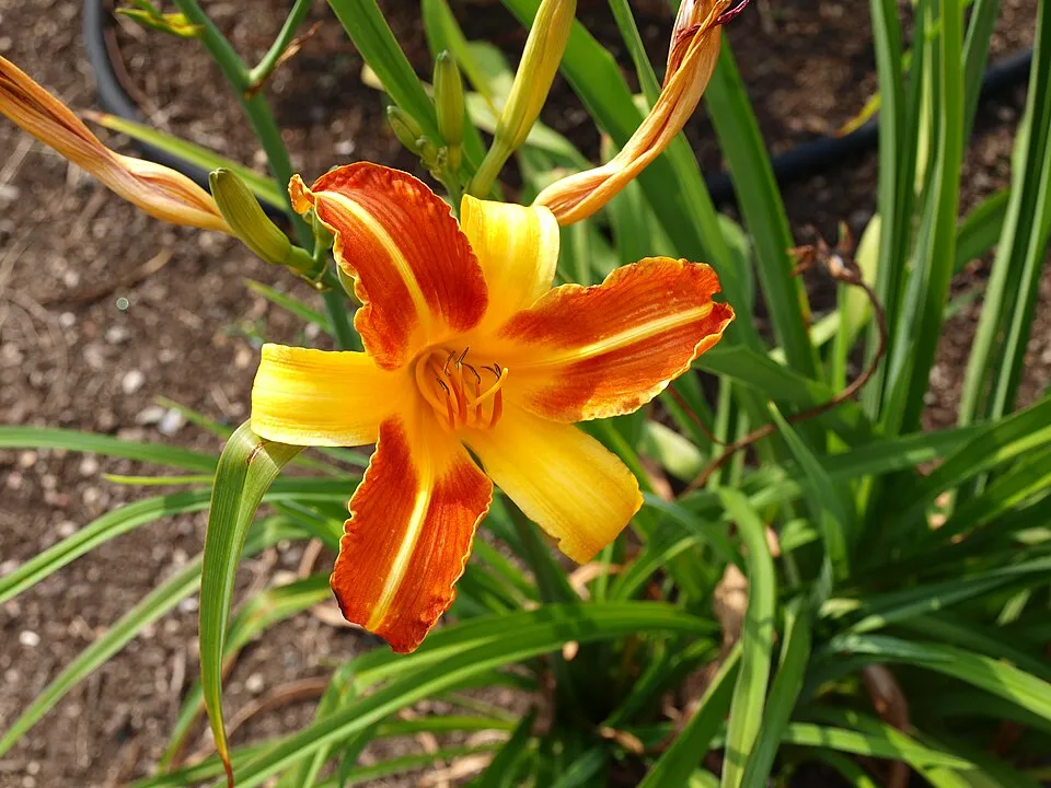 Sásliliom / Hemerocallis 'Frans Hals'