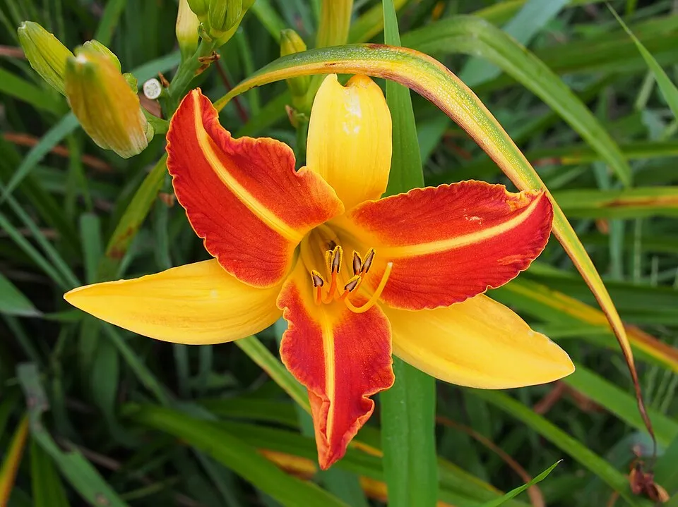 Sásliliom / Hemerocallis 'Frans Hals'