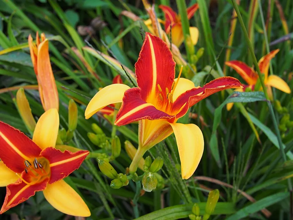 Sásliliom / Hemerocallis 'Frans Hals'