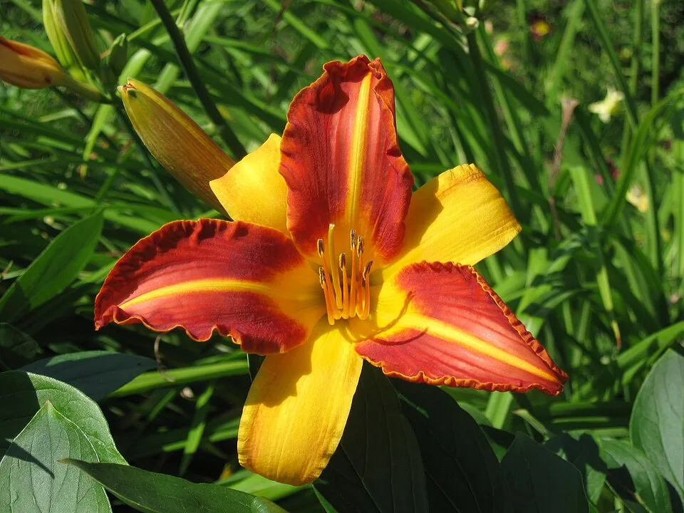 Sásliliom / Hemerocallis 'Frans Hals'